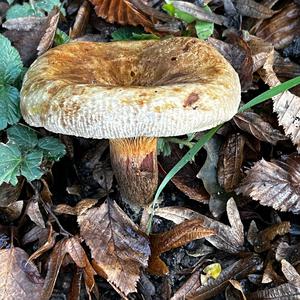 Unknown Species