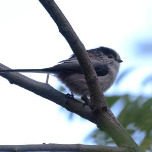 Long-tailed Tit