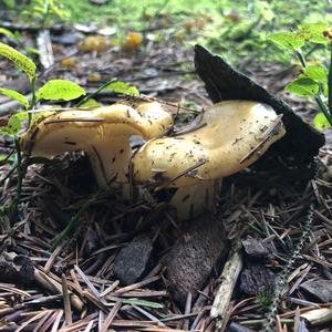 Yellow-ochre Russula