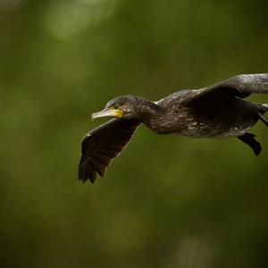 Great Cormorant