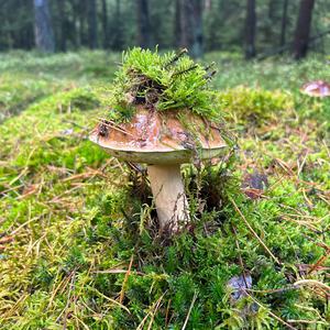 King Bolete