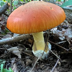 Caesar´s Mushroom