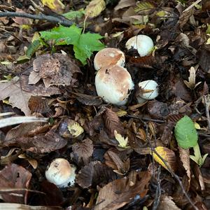 King Bolete