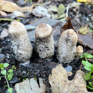 Shaggy Mane