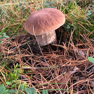 King Bolete