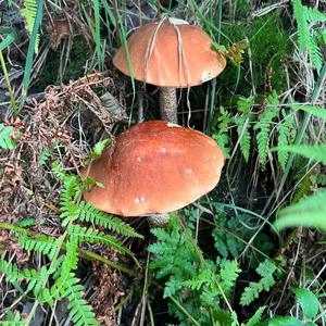 Orange Birch Bolete