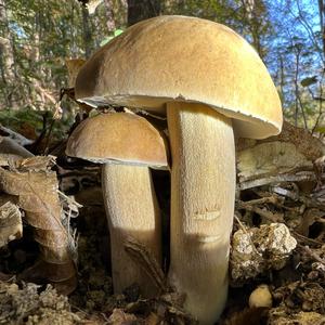 Summer Bolete