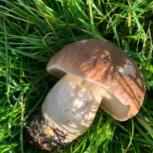 King Bolete