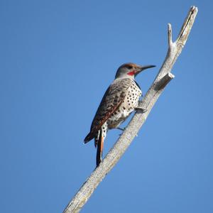 Gilded Flicker