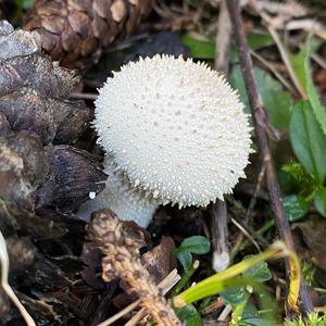 Gem-studded Puffball