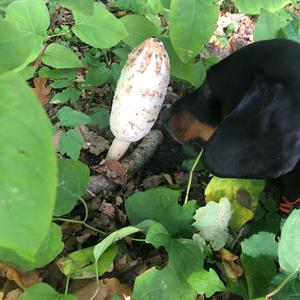 Shaggy Mane