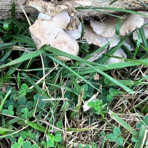 Oyster Mushroom