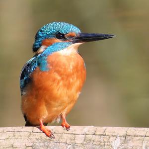 Common Kingfisher