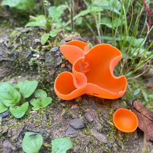 Orange Peel Fungus