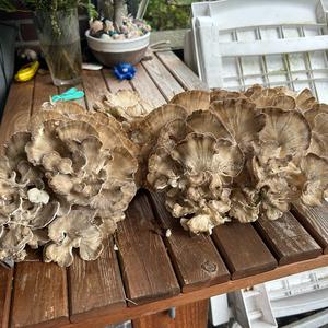 Hen-of-the-Woods