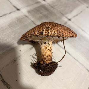Unknown Species