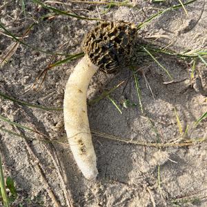 Unknown Species
