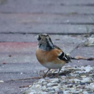 Brambling