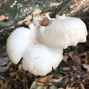 Oyster Mushroom