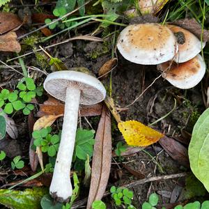Unknown Species