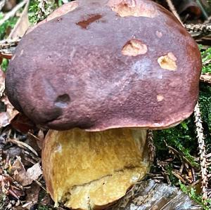 Unknown Species