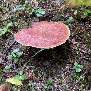 Unknown Species