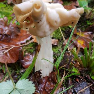 Fluted White Helvella