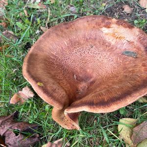 Unknown Species