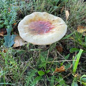 Fly Agaric