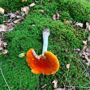 Unknown Species