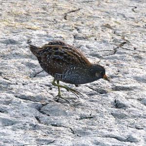 Spotted Crake