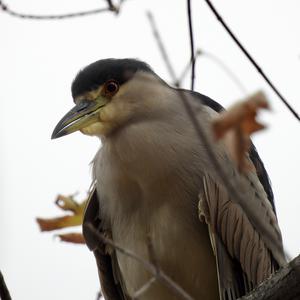 Black-crowned Night-heron