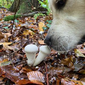 Unknown Species