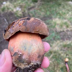 Dotted-stem Bolete