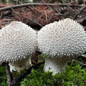 Gem-studded Puffball