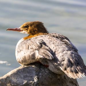 Gänsesäger