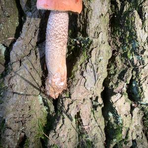 Orange Birch Bolete