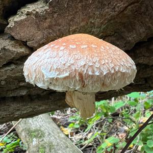 Destructive Pholiota