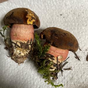 Dotted-stem Bolete