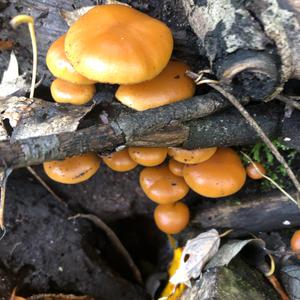 Deadly Galerina