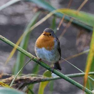 European Robin