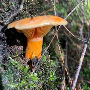 Unknown Species