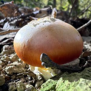 Caesar´s Mushroom