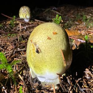 Death Cap