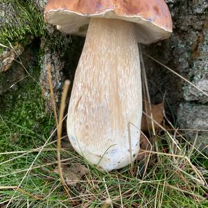 King Bolete