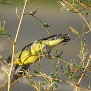 American Goldfinch