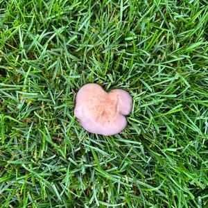 Unknown Species