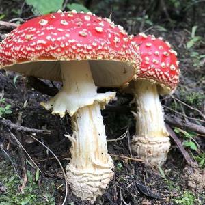 Fly Agaric