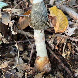 Stinkhorn, Common