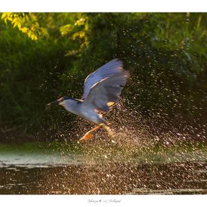 Black-crowned Night-heron